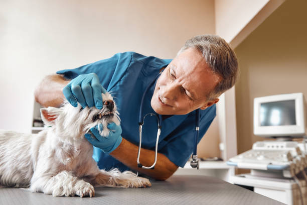 Best Emergency Tooth Extraction in Exandria, AL